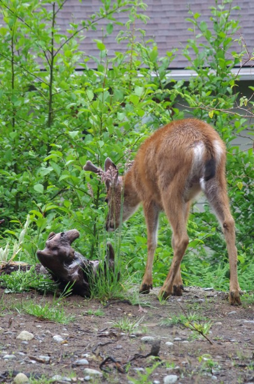 spike deer at plants